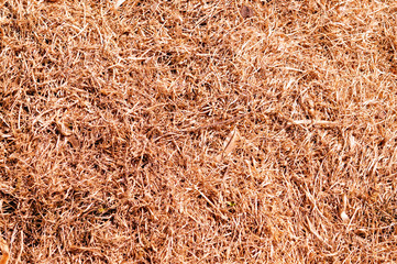 Hay on the ground.