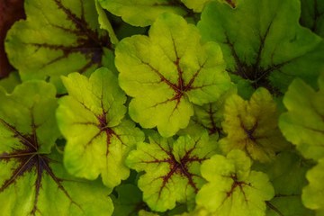 Allfotokz Flowers 20190913 0033 D810 S