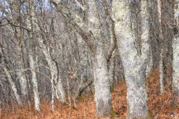 Impressionistic Style Artwork of  Lichen Covered Forest as If Existing in a Fantasy World