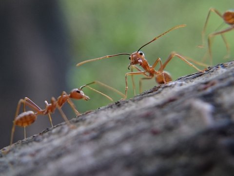 Close-up Of Red Ants