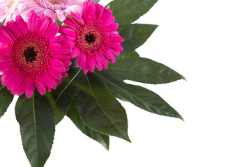 two burgundy buds of a gerbera flower on a table
