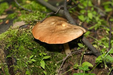 
Mushrooms in the autumn forest