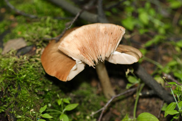  Mushrooms in the autumn forest © moniadk
