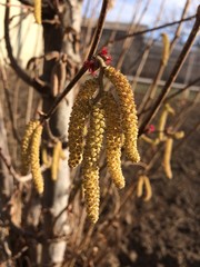 autumn leaves on the tree
