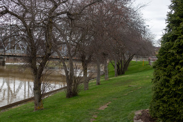 spring river landscape with a tree