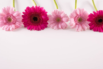 several blooming pink gerbera flowers on top of a table