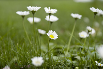 Daisy (Bellis) on the lawn among clovers.