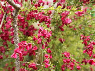 Cytisus scoparius 'Boskoop Ruby' - Magnifique genêt à fleurs rouge carmin et petites feuilles sur tiges vertes