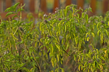 basil plant background bright green freshness