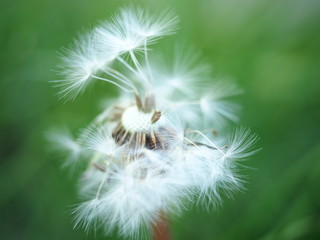 Dandelion seeds against green background