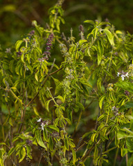green basil herbal background closeup