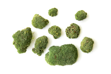 Set green moss isolated on white background top view. Set of fragments of forest moss..