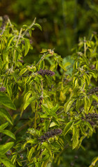 close up of green basil leaves background