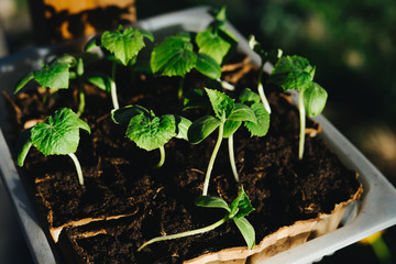 Seedlings of cucumber seeds. The shoots of cucumbers.