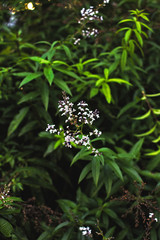 white flowers in the forest