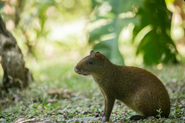 Agoutis (Dasyprocta punctata)