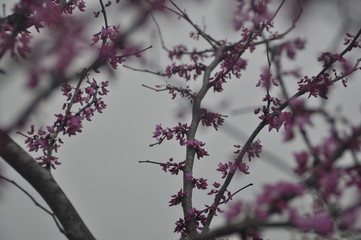 Pink blooms on a tree