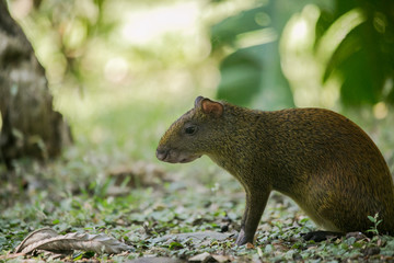 Agoutis (Dasyprocta punctata)