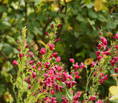 Cytisus scoparius 'Boskoop Ruby' - Magnifique gen&ecirc;t &agrave; fleurs rouge carmin