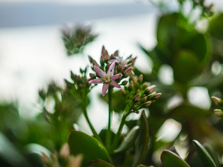 green home flower bloomed in sunny spring day