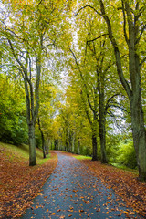 Fototapeta na wymiar Аlley in the autumn forest