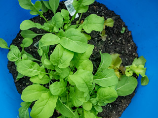 Top down view of lush green homegrown rocket plants (Eruca sativa) in a compost filled bucket in a green house