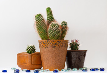 three cactus in a pot