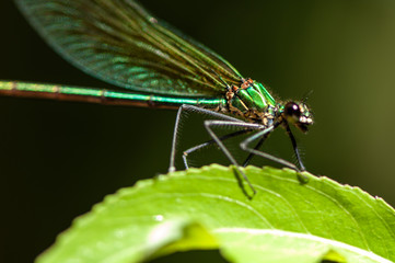Close-up of a dragonfly sitting on a leaf. Selective focus.