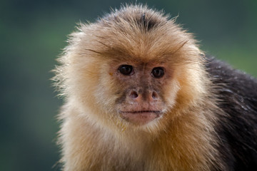 Obraz premium portrait of a monkey
