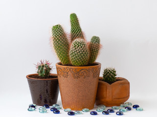 three cactus in a pot