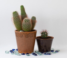 two cactus in the flowerpot