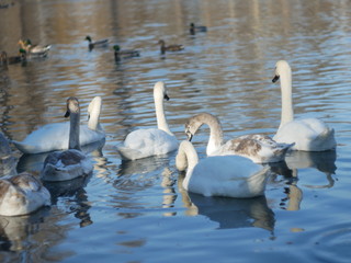 swans swimming in the lake on a winter sunny day