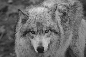 Grey wolf
