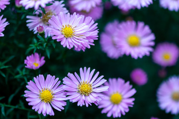 Close-up of pink common daisy in a garden. Bellis perennis