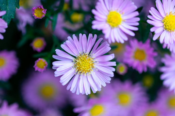 Obraz premium Close-up of pink common daisy in a garden. Bellis perennis