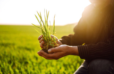 Young wheat sprout in the hands of a farmer. The farmer considers young wheat  in the field. The...
