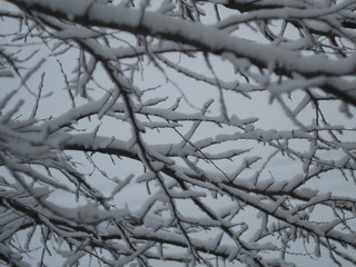 snow covered branches on a cold winter day