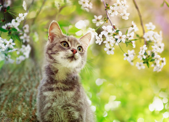 portrait a cute tabby kitten sits on the branches of a cherry tree with white flowers in a Sunny...