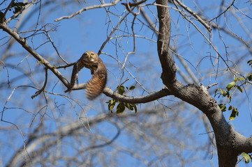 Pearl-spotted owlet taking off from a tree branch in Moremi Game Reserve, Botswana