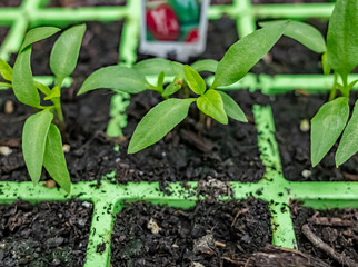 Close up and selective focus on pepper plant (Capsicum annuum) seedlings growing in germination tray in a domestic greenhouse