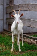 Portrait of goat