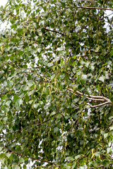 Spring background with shackles of birch branches on the wind. Birch cones, spring flowers. Spring...