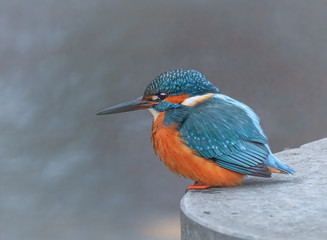 Eisvogel wartet auf Beute