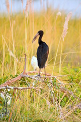 Open billed stork in Moremi, Botswana