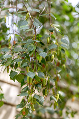 Spring background with shackles of birch branches on the wind. Birch cones, spring flowers. Spring natural landscape