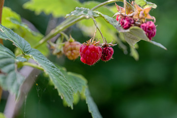 Raspberry berry on a branch. Poor harvest, pest infection, dried raspberries on a branch. Agricultural pests destroy raspberry crop
