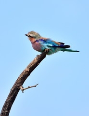 Lilac-breasted roller in the wind