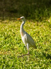 white egret along a forest near Banjul i