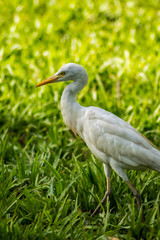 white egret along a forest near Banjul
