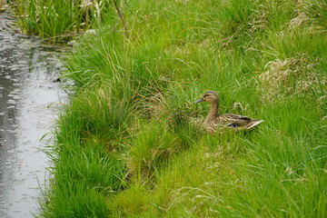 Wild ducks on a creek 